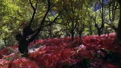 Trognes: Les arbres aux mille visages | movie | 2017 | Official Trailer