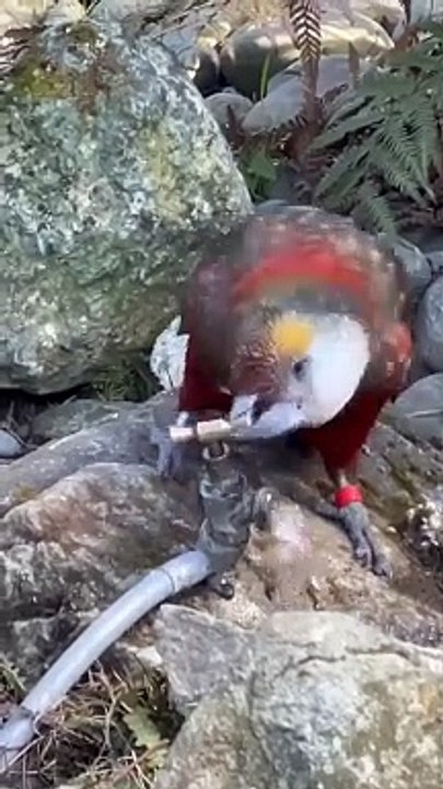 Thirsty Crow,,,,
