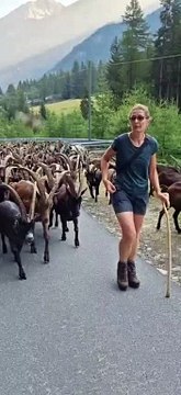 Beautiful sheeps,,,,