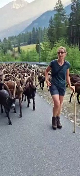 Beautiful sheeps,,,,