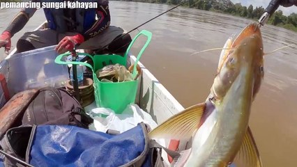 Mancing Ikan Lais Bamban