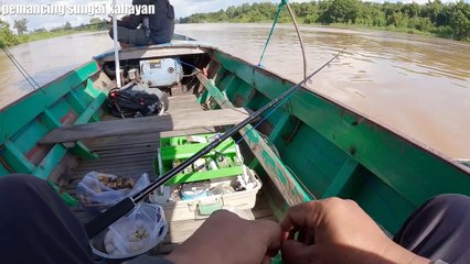 Mancing ikan patin