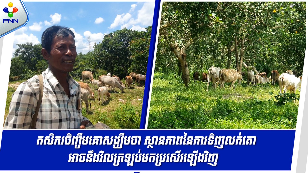 [03-09-24] កសិករចិញ្ចឹមគោសង្ឃឹមថា ស្ថានភាពនៃការទិញលក់គោអាចនឹងវិលត្រឡប់មកប្រសើរឡើងវិញ