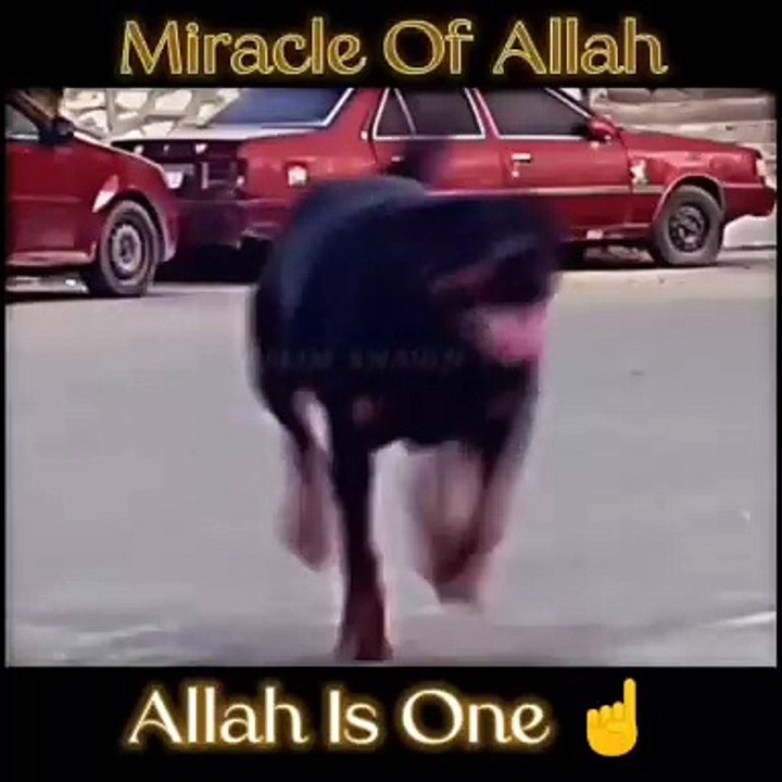 Miracle of Allah ☝️