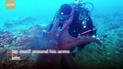 Doctor Reacts To Pirates Of The Caribbean Injuries