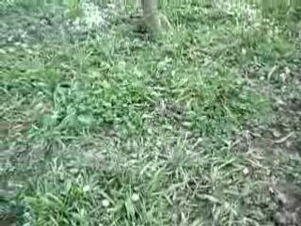 Essaim entrain de former la grappe