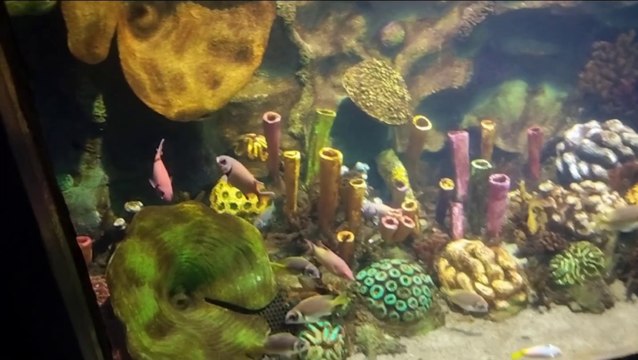 Great aquarium,#aquarium ,#seafish, #fishes ,#colorfishes,#fishingvideo