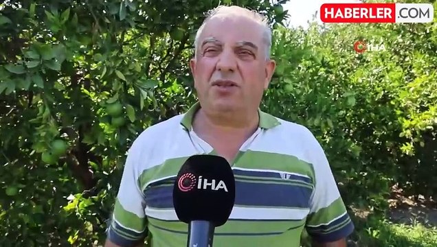 İşçi Kıtlığı Nedeniyle Çiftçi Kendi Hasadını Yapıyor