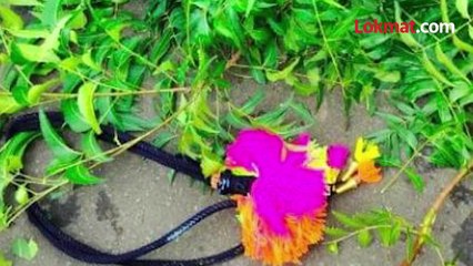 लाडक्या बैलांना सजवायचं गेलं राहून