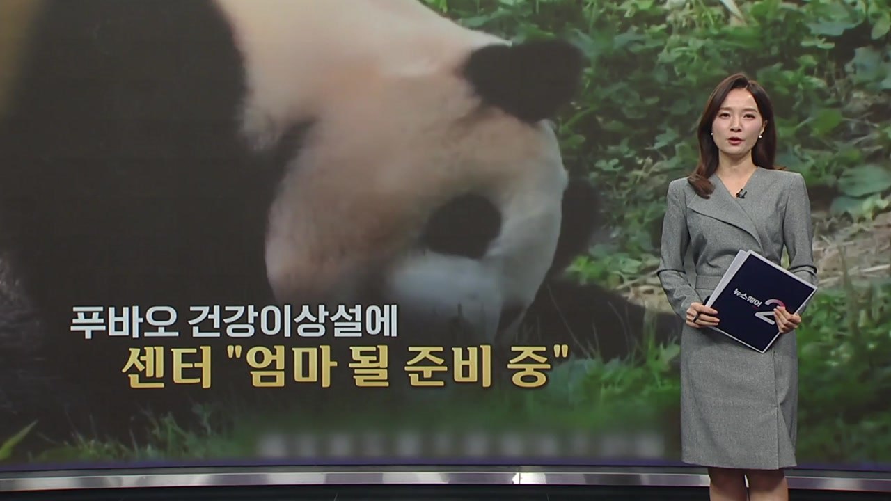 "어디 아픈 거 아니야?" 푸바오 건강이상설에 센터 측 "가임신 상태" [앵커리포트]...
