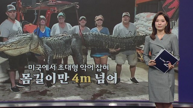 미국에서 초대형 악어 포획, 명품 악어가방 논란 악랄하고 잔인 [앵커리포트] / YTN