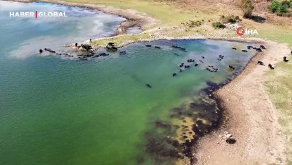 Burası İstanbul: Afrika’yı aratmayan görüntüler böyle kaydedildi