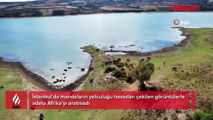 Burası Afrika değil İstanbul! Manda sürüsü görenleri şaşırttı
