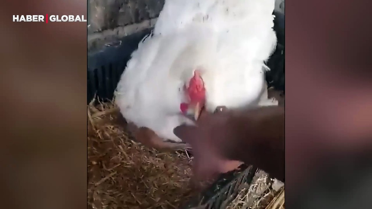 Annesi ölen yavru kedilere annelik yapan tavuğun görüntüleri izlenme rekoru kırdı