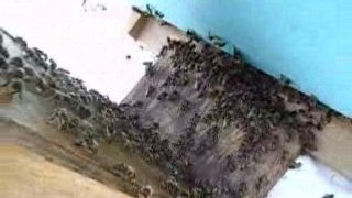 Les abeilles passent de la ruchette a la ruche