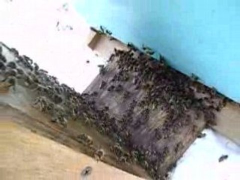 Les abeilles passent de la ruchette a la ruche