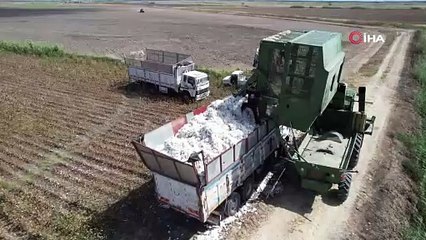 Adana'da ''beyaz altın'' hasadı başladı