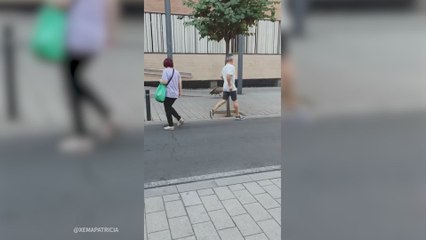 Los ciudadanos de Albacete no dan crédito del animal desorientado que ha puesto patas arribas sus calles: ha tenido que intervenir la policía