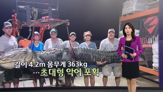 성인 6명이 겨우 들 정도...초대형 악어 포획 [앵커리포트] / YTN