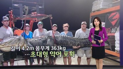 성인 6명이 겨우 들 정도...초대형 악어 포획 [앵커리포트] / YTN