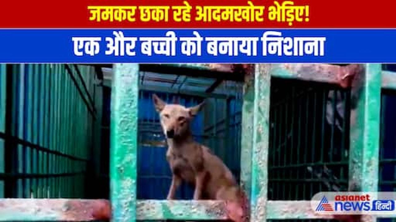 Bahraich Bhediya News: बहराइच में भेड़ियों का आतंक, एक और बच्ची पर किया हमला