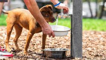 Por Qué Es Peligroso Que Tu Perro Use Bebederos Públicos