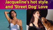 Jacqueline Fernandez's hot style, 'Street Dog' Love won the hearts of fans. Bollywood News