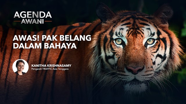 Agenda AWANI: Awas! Pak belang dalam bahaya