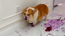 Video mit 35 Millionen Lacher: Corgi läuft den „Walk of Shame“