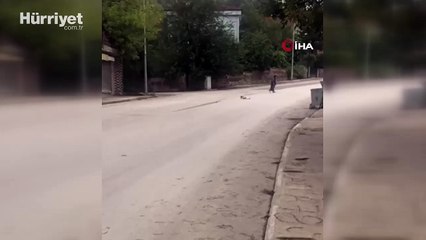 Yavru kedi ölen annesinin başında bir an olsun ayrılmadı