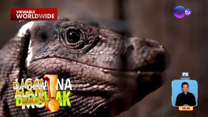 Bayawak, natagpuan sa isang bahay sa San Pedro, Laguna | Dapat Alam Mo!