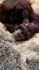 Sweet baby orangutan gets cuddles from his mum at Blackpool Zoo