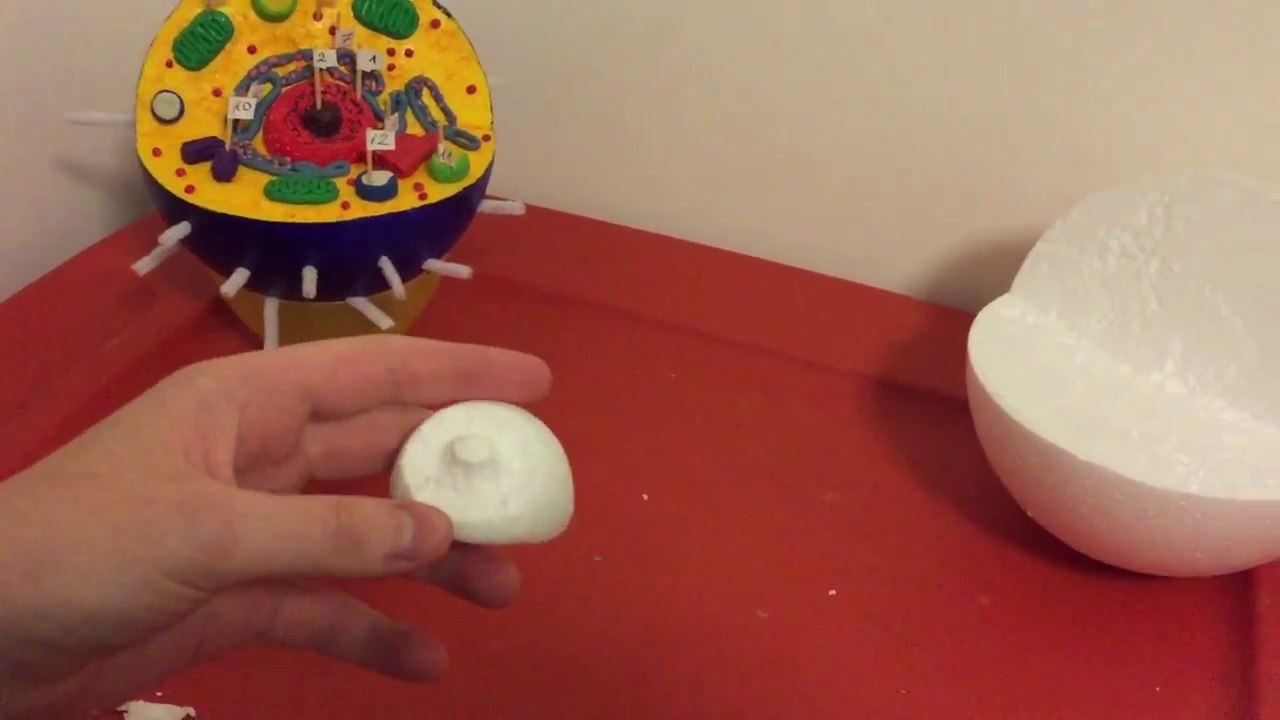 HOW TO MAKE AN A+ GRADE CELL NUCLEUS -Step 2