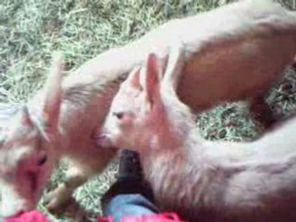 bebe chevre