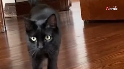 Video. Una famiglia si trasferisce: il cambio di casa sconvolge i suoi due gatti