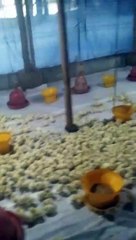Suasana Peternakan Ayam di Hari Pertama