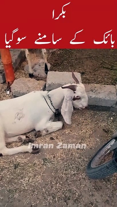 Bakra Bike k Agay Sogaya