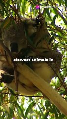 TOP 10 SLOWEST ANIMALS IN THE WORLD 