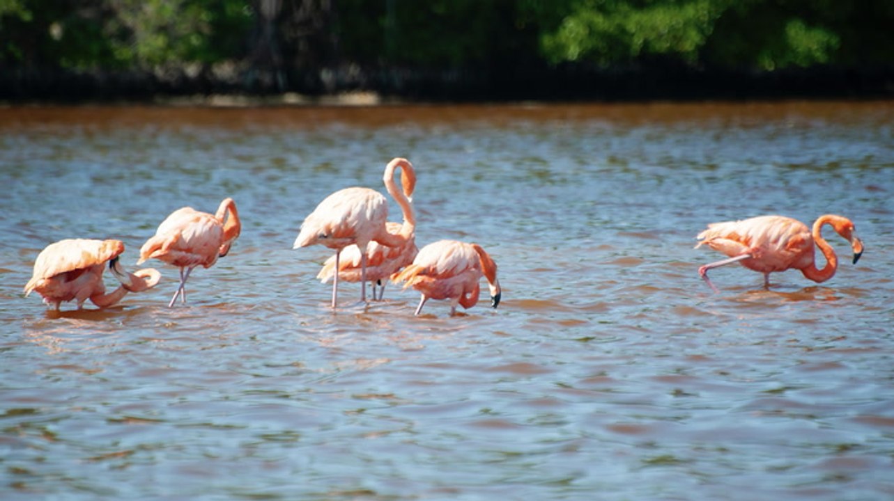 7 Best Beaches Near Merida, Mexico, for Soft Sand, Blue-green Waters, and Thousands of Flamingos