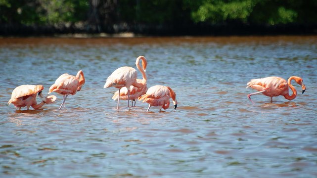 7 Best Beaches Near Merida, Mexico, for Soft Sand, Blue-green Waters, and Thousands of Flamingos