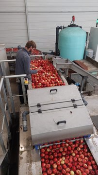 L'atelier de calibrage des pommes à Vion (Sarthe) Les saveurs du Léard-Vergers Timmerman