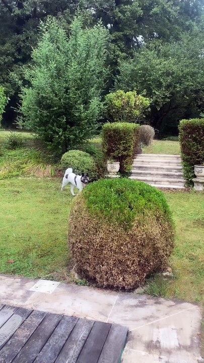 Alain-Fabien Delon partage des images du quotidien à Douchy, ultime résidence de son père Alain Delon. Les chiens, comme Loubo et son ami, semblent sereins