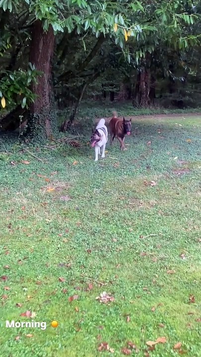 Alain-Fabien Delon partage des images du quotidien à Douchy, ultime résidence de son père Alain Delon. Les chiens, comme Loubo et son ami, semblent sereins