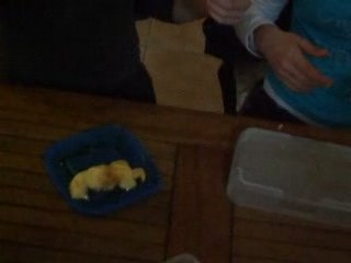 Gobage de Flan Celia & Pauline au CE Bois de Soeuvres