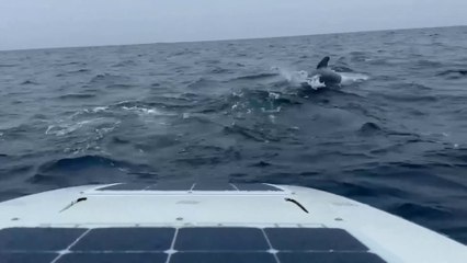 Large school of whales follows man rowing across the Atlantic