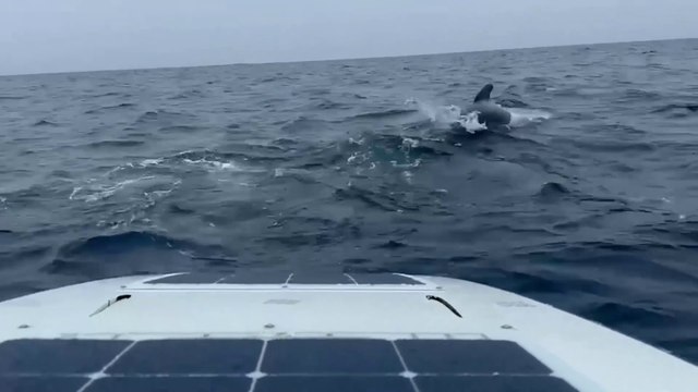Large school of whales follows man rowing across the Atlantic