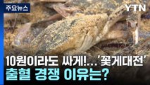 10원이라도 싸게!...'꽃게대전' 출혈 경쟁 이유는? / YTN