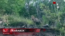 Karabük'te yaban kedisi görüntülendi