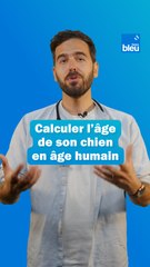 Comment convertir l'âge de votre chien en âge humain facilement 🐶