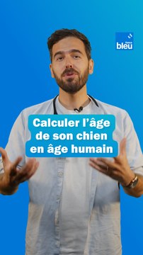 Calculer l'âge de son chien en âge humain